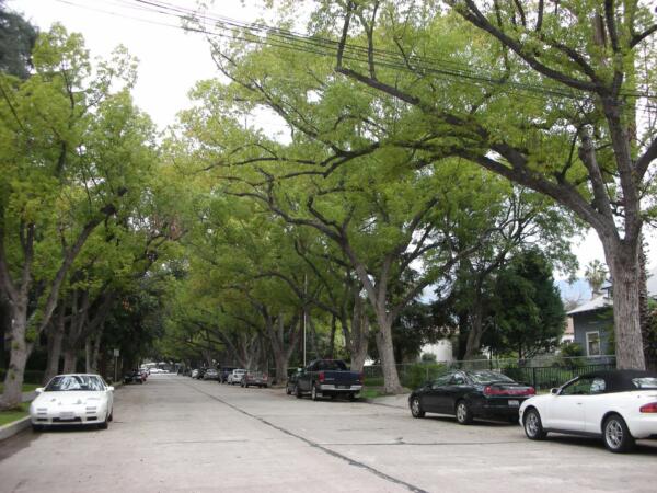 12-Trees-Lined-Street