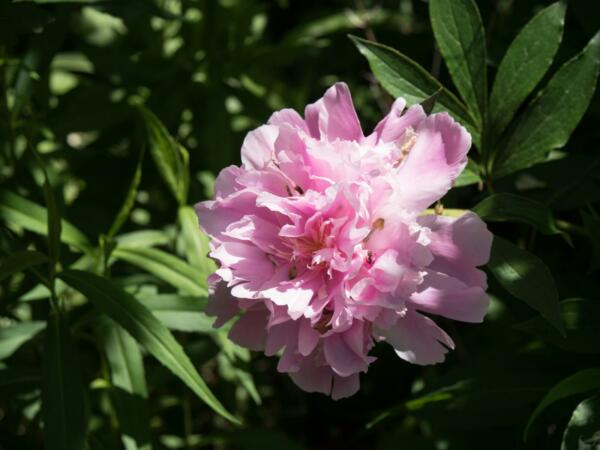 Chinese-Peony