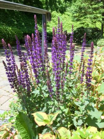 Clary-Sage