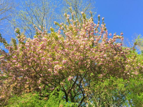 Japanese-Cherry-Blossom