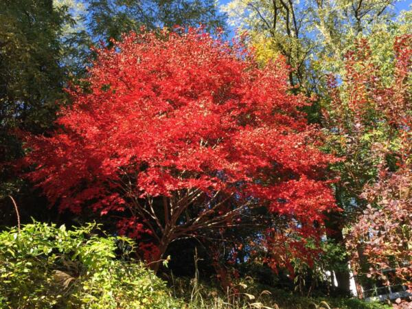 Japanese-Maple