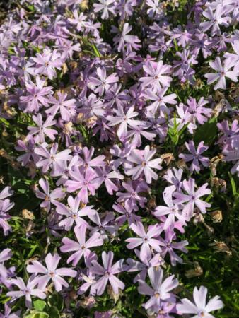 Moss-Phlox 