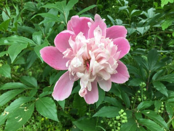 Paeonia