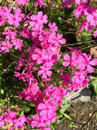 Phlox-Paniculata