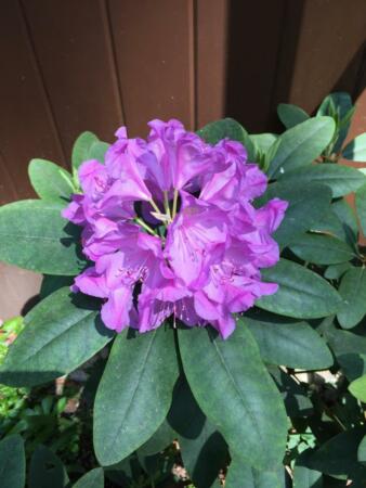 Rhododendron