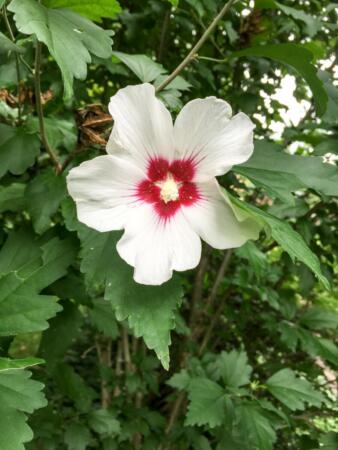 Rose-Mallow