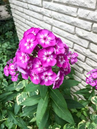 Tall-Garden-Phlox