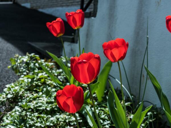 Tulips