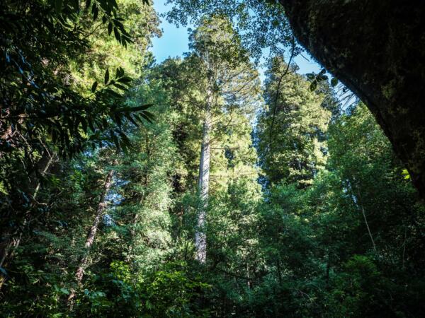 California Red Woods