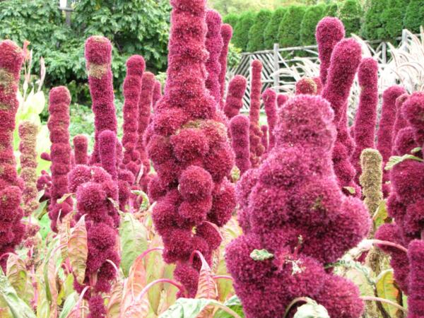 IMG 2687-Amaranthus-Elephant-Head